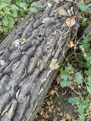 Chondrostereum purpureum