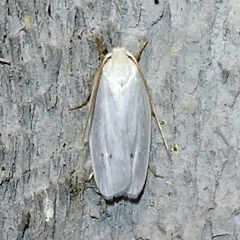 Antaeotricha albulella