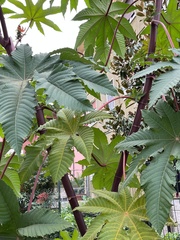Ricinus