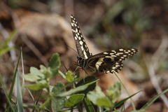 Papilio demodocus