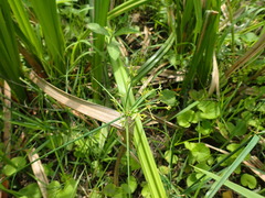 Cyperus sphaerospermus