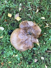 Paxillus cuprinus