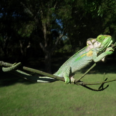 Bradypodion damaranum