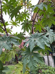Ricinus