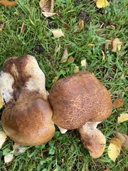 Paxillus cuprinus