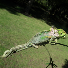 Bradypodion damaranum