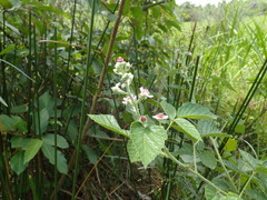 Rubus rigidus