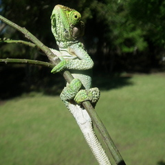 Bradypodion damaranum