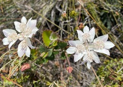 Xanthosia rotundifolia
