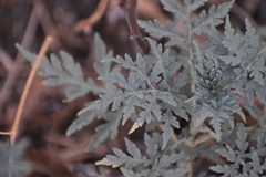 Ambrosia arborescens