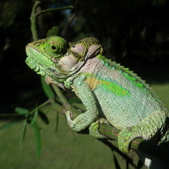 Bradypodion damaranum