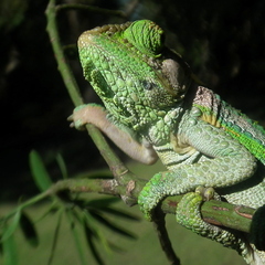 Bradypodion damaranum