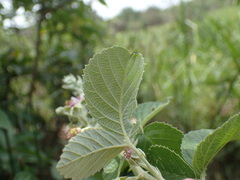 Rubus rigidus