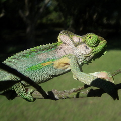 Bradypodion damaranum