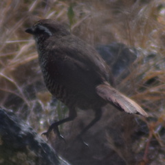 Scelorchilus albicollis