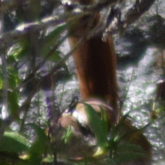 Scelorchilus albicollis