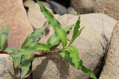 Persicaria decipiens