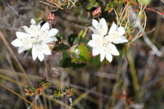 Xanthosia rotundifolia