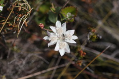 Xanthosia rotundifolia