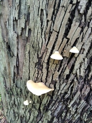Crepidotus
