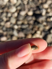 Theodoxus fluviatilis