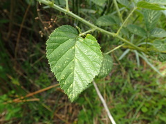 Rubus rigidus