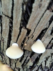 Crepidotus