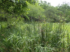 Cyperus textilis