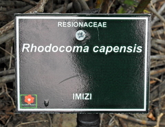 Rhodocoma capensis