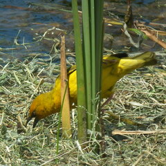 Ploceus capensis