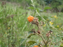 Rubus rigidus