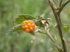 Rubus rigidus