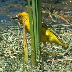 Ploceus capensis
