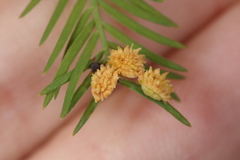 Taxodiomyia