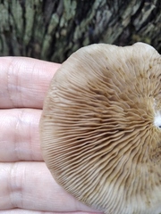 Crepidotus