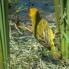 Ploceus capensis