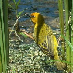 Ploceus capensis