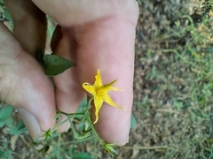 Solanum pimpinellifolium