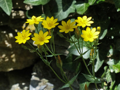 Blackstonia perfoliata