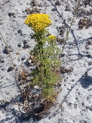 Oncosiphon suffruticosus