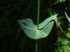 Blackstonia perfoliata