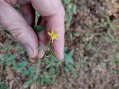 Solanum pimpinellifolium