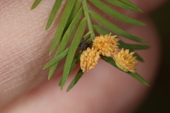 Taxodiomyia