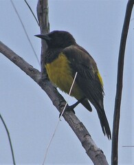 Pseudoleistes guirahuro