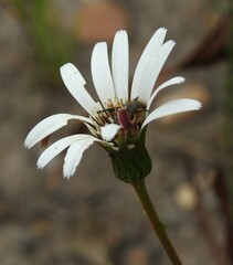 Gerbera serrata