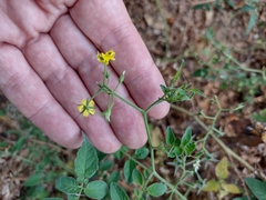 Solanum pimpinellifolium