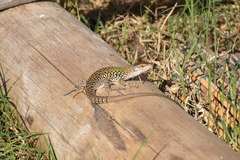 Podarcis siculus
