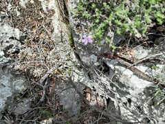 Jamesbrittenia calciphila