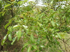 Dalbergia obovata