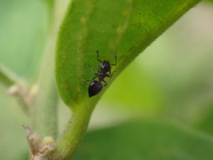 Crematogaster liengmei weitzeckeri